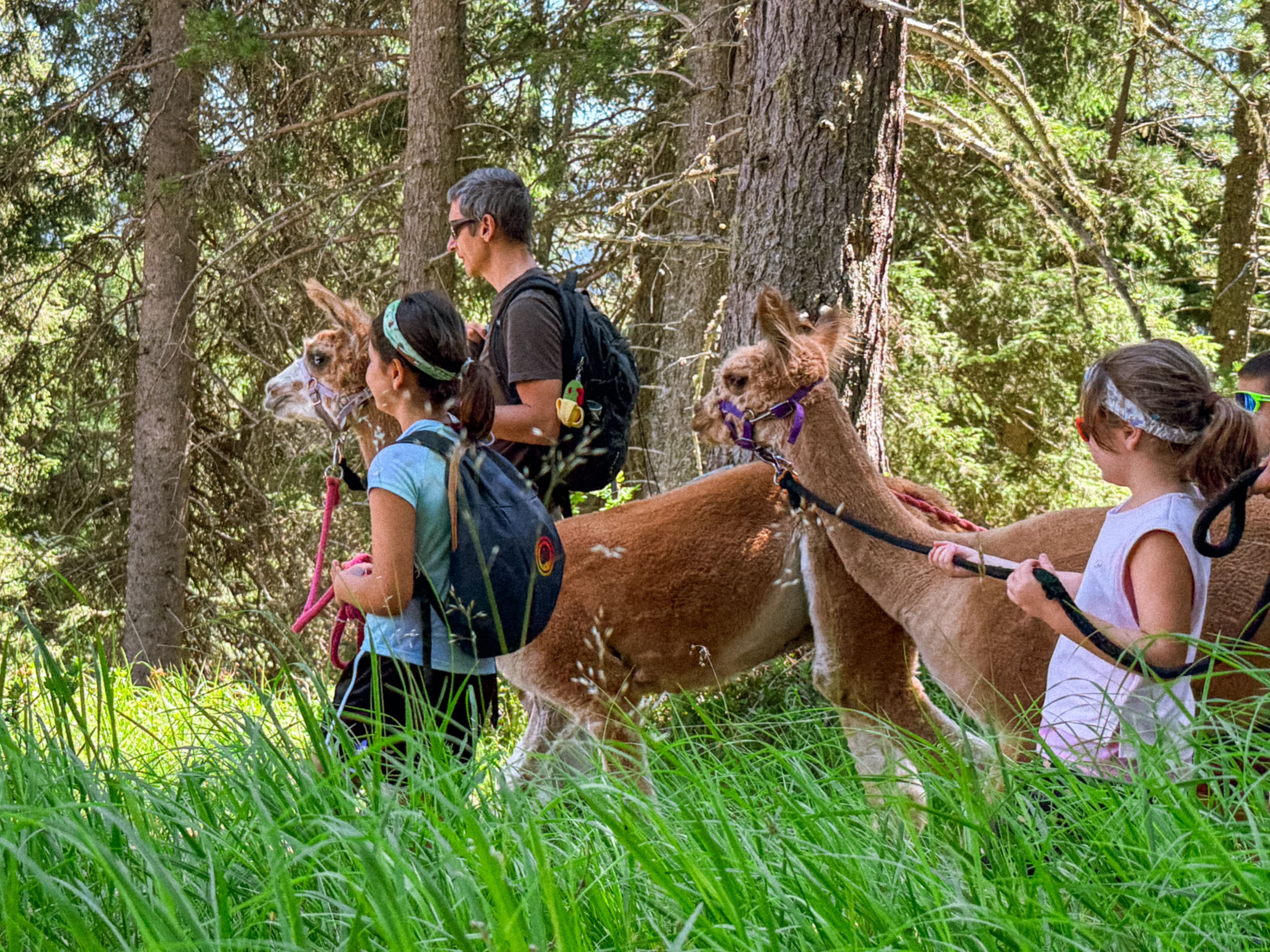 Un alpaca che insegna a rallentare e un sentiero che invita a ritrovare sé stessi. Ecco come due esperienze immersive sulle Dolomiti possono trasformare una vacanza in un viaggio interiore