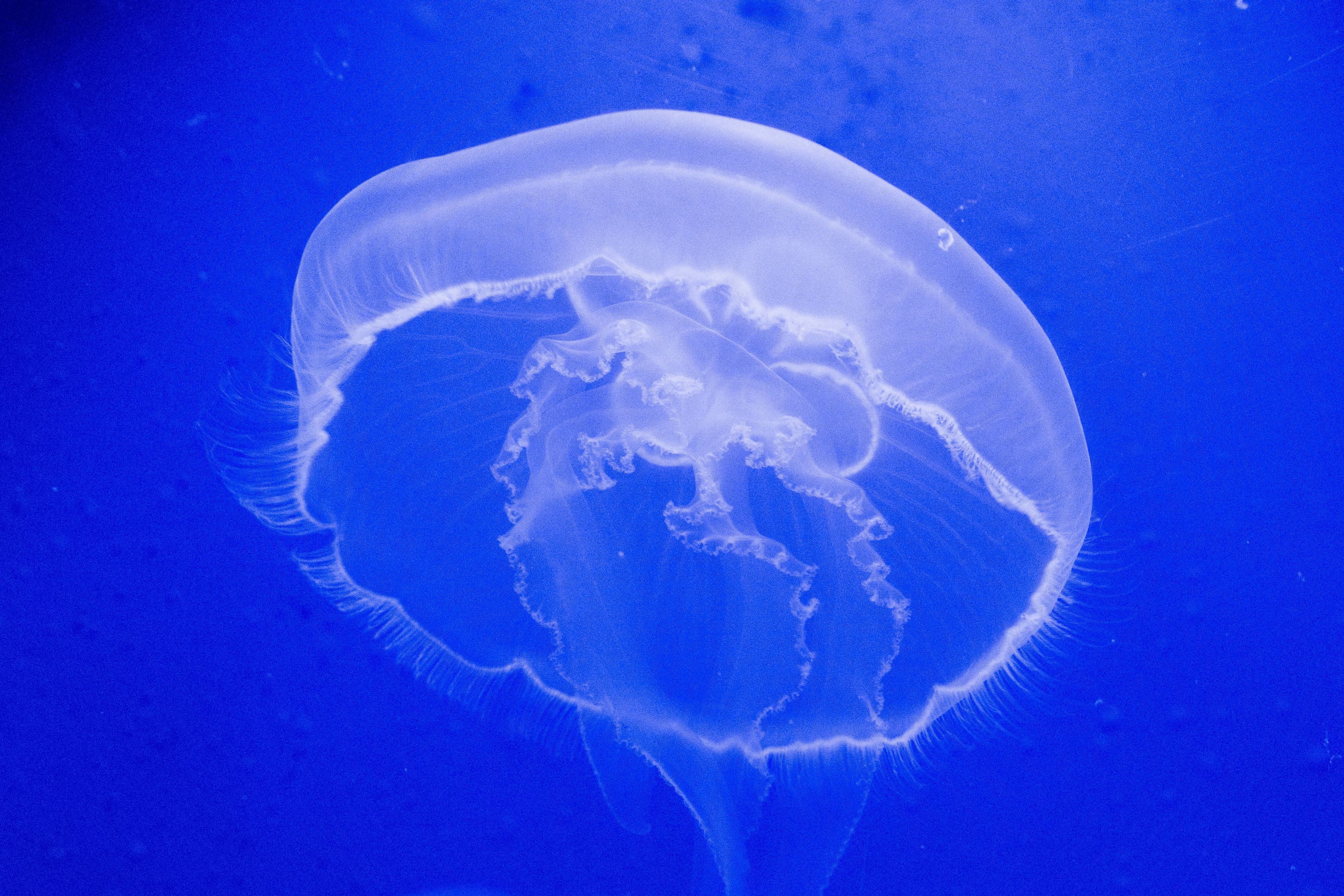 Medusa in mare: se la riconosci non la temi e, se vieni sfiorato, ecco che cosa fare