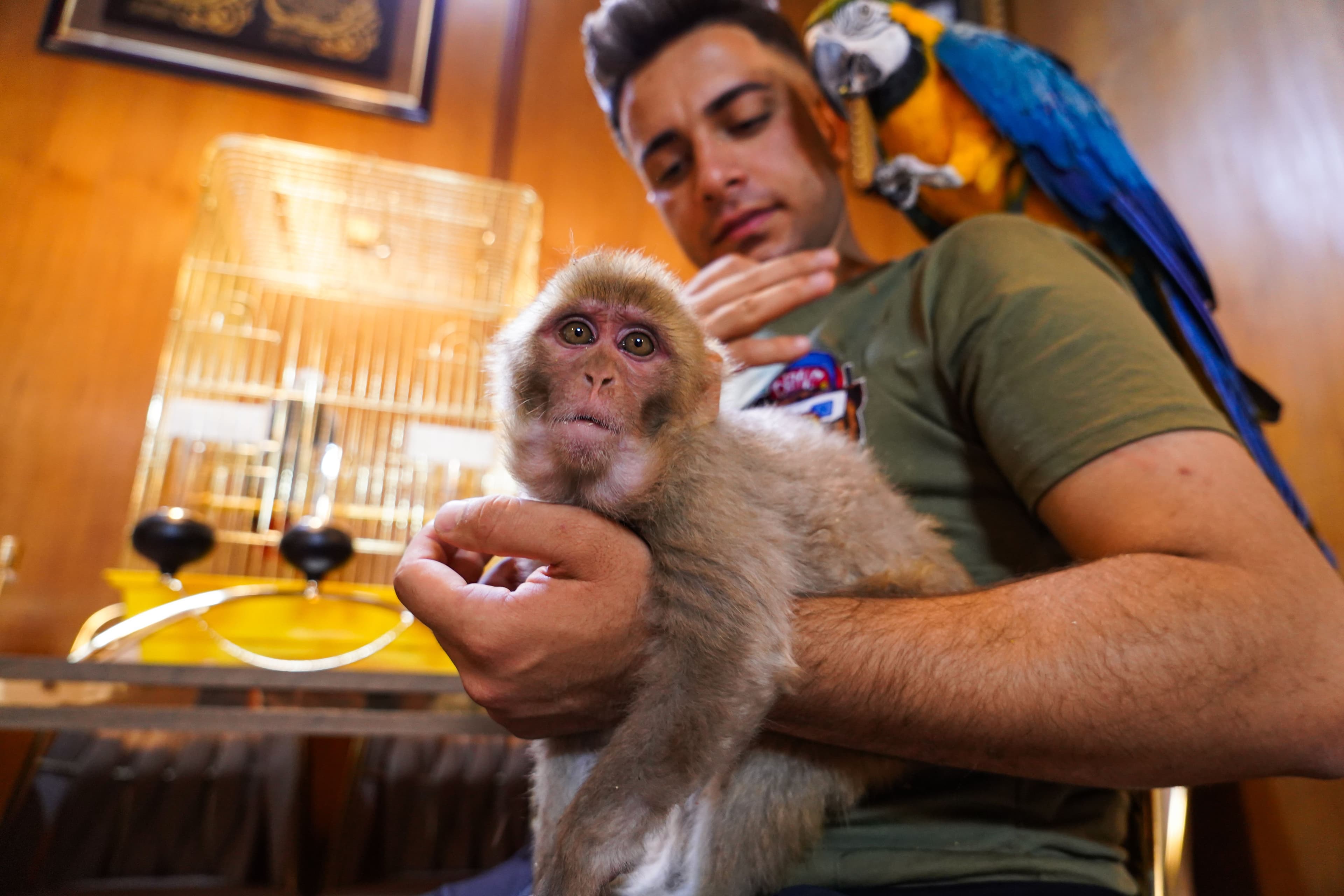 Perché gli animali selvatici sui social diventano vittime dei nostri like