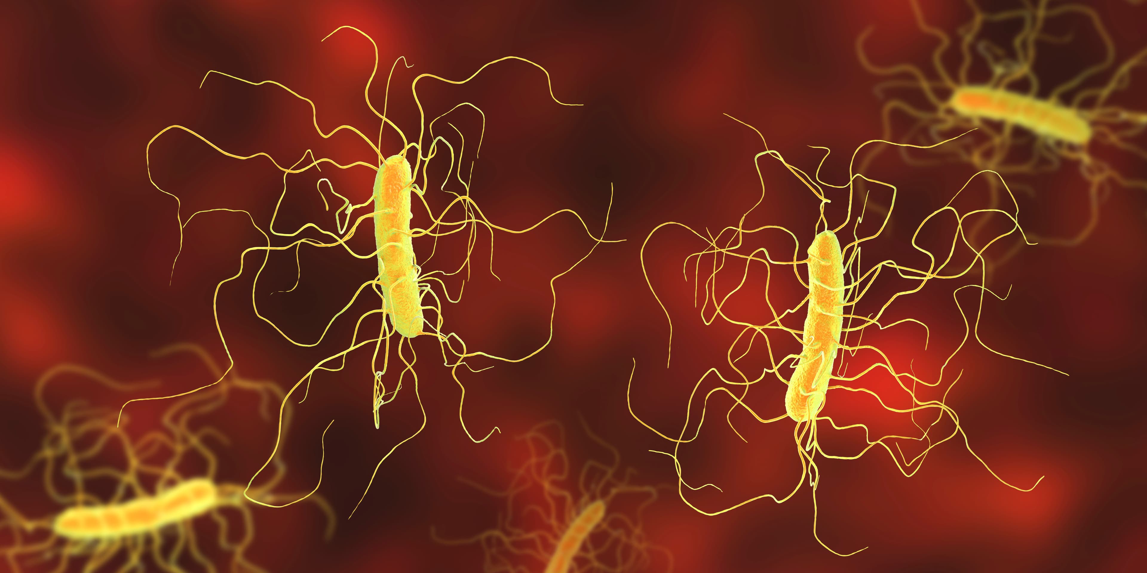 Clostridium difficile, che cosa c'è da sapere sul batterio che è fra le principali cause di malattia gastrointestinale contratta in ospedale
