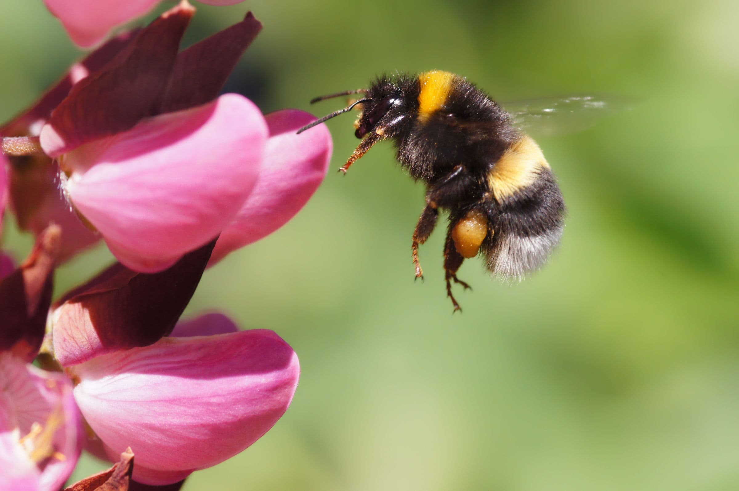 Muore dopo una puntura di calabrone: che cosa sapere davvero sulle reazioni allergiche e come proteggersi da api, vespe e altri imenotteri