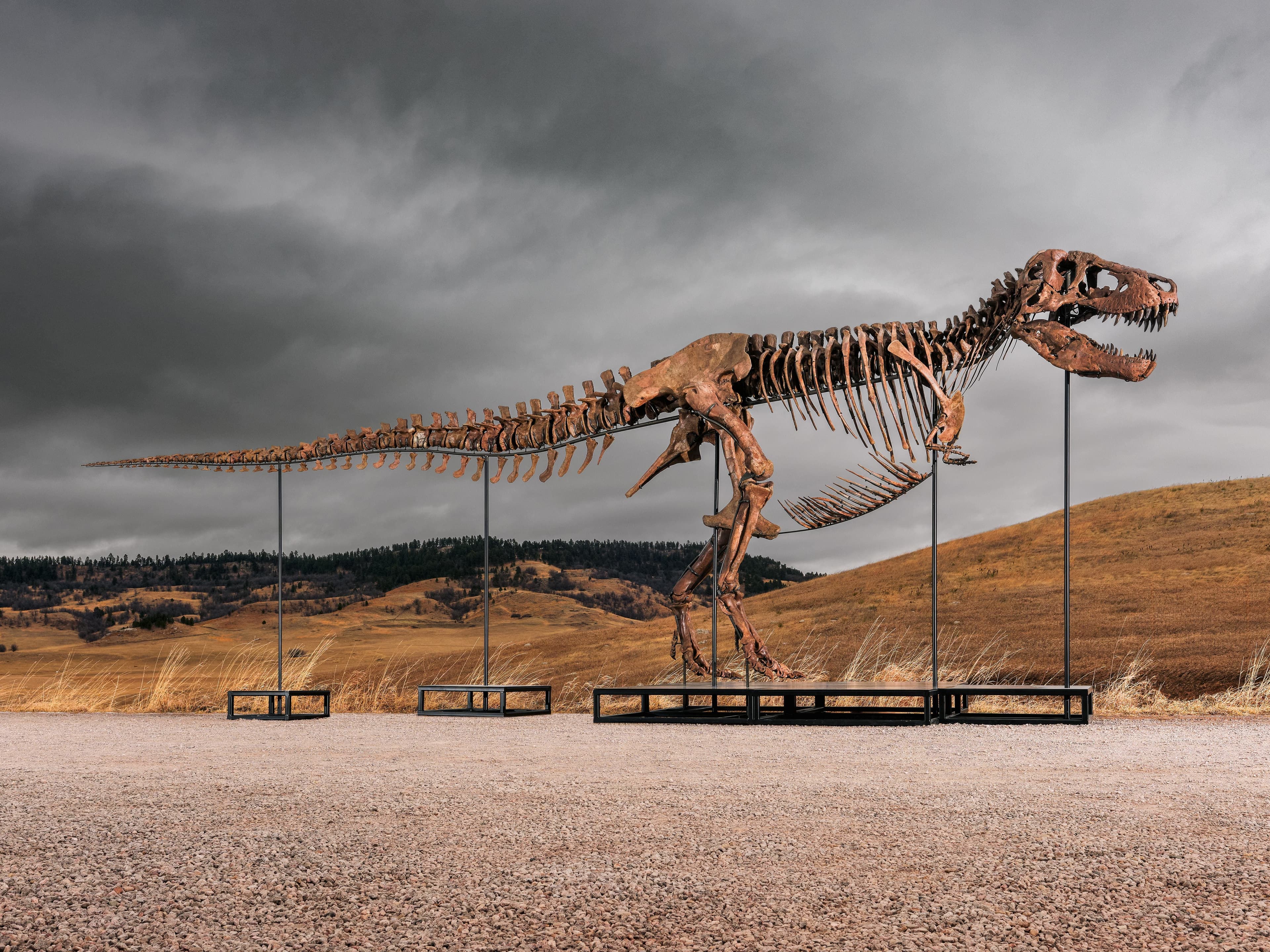 Da Mary Anning a Gus, il nuovo lusso di collezionare dinosauri: «I milionari cercano oggetti unici e impossibili da replicare»