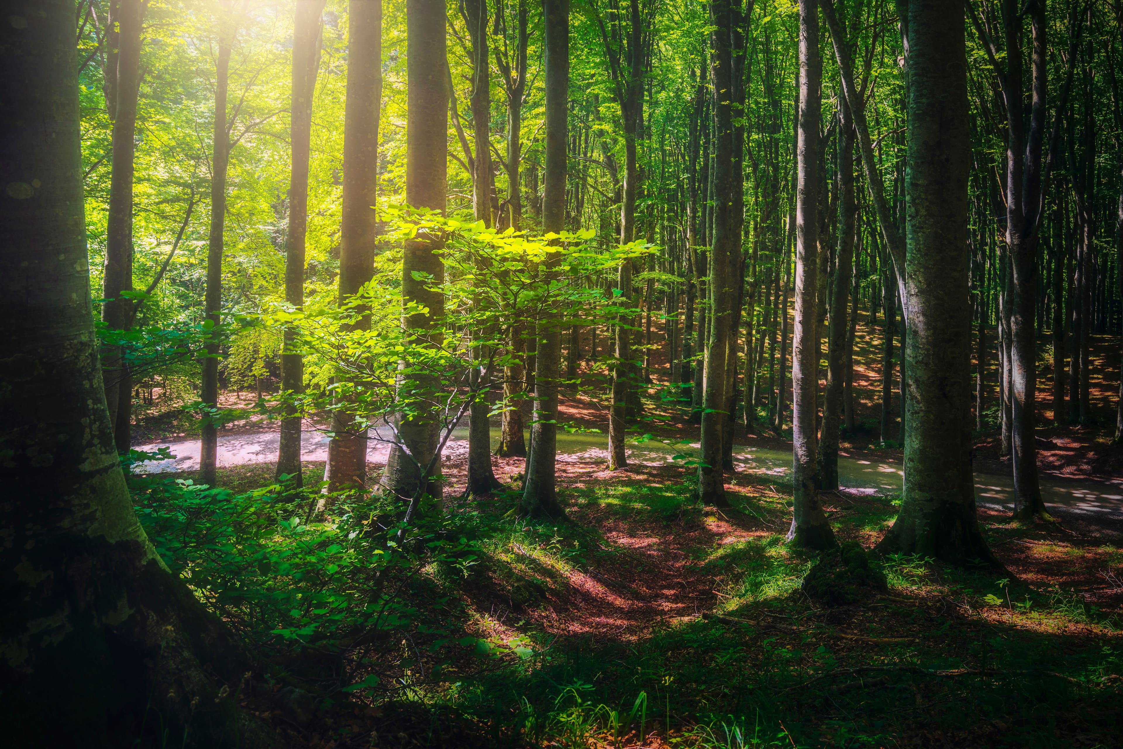 Le 7 foreste «rinate» da visitare in Italia (magari quest'estate?)