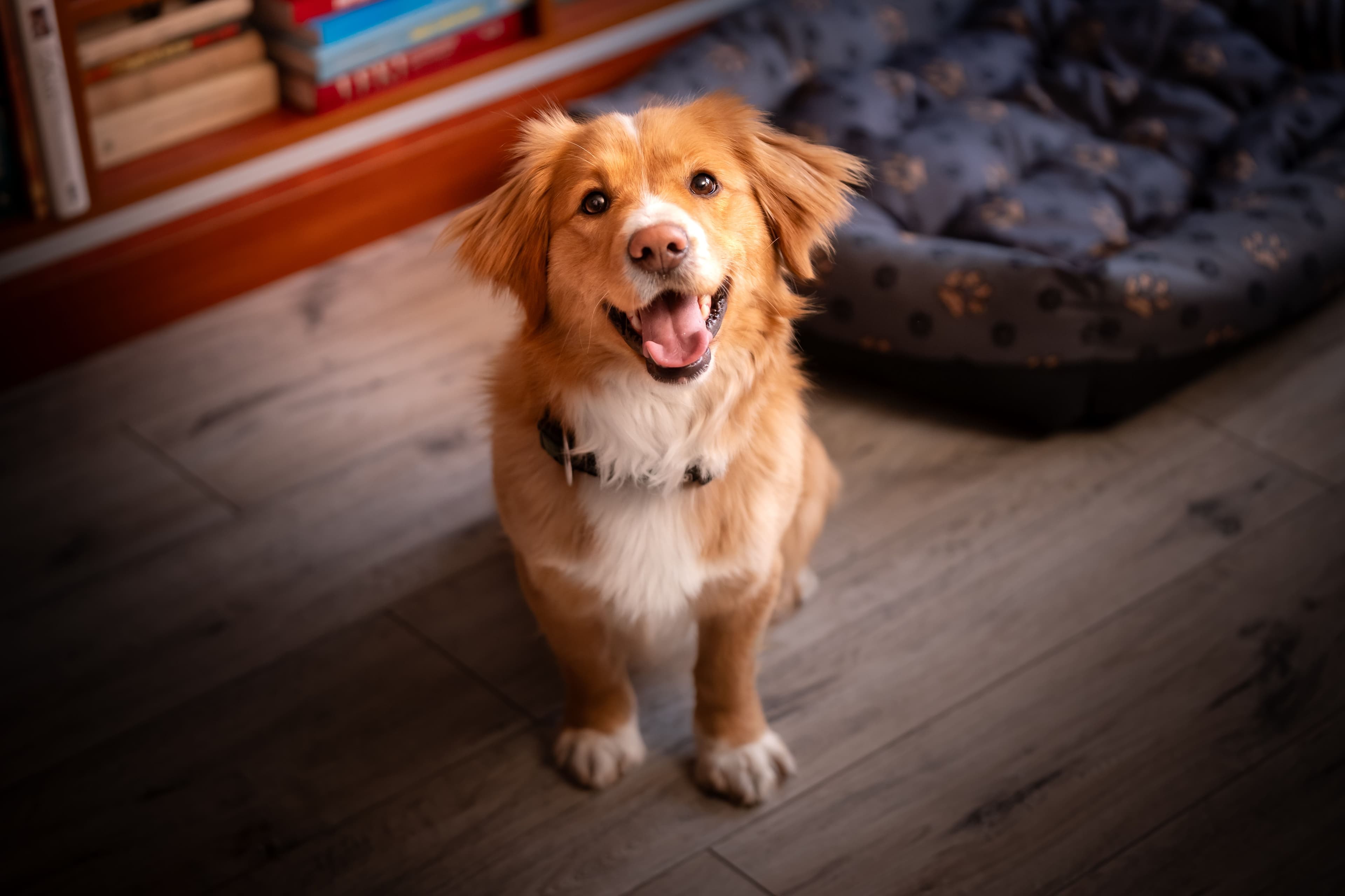 Il cane da 30 chili finalmente sui voli ITA? Abbiamo provato a prenotare, ecco come è andata