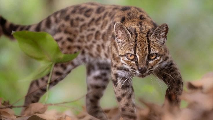 Bolivia, identificato il gatto tilcayo: una nuova specie di felino dopo più di cento anni