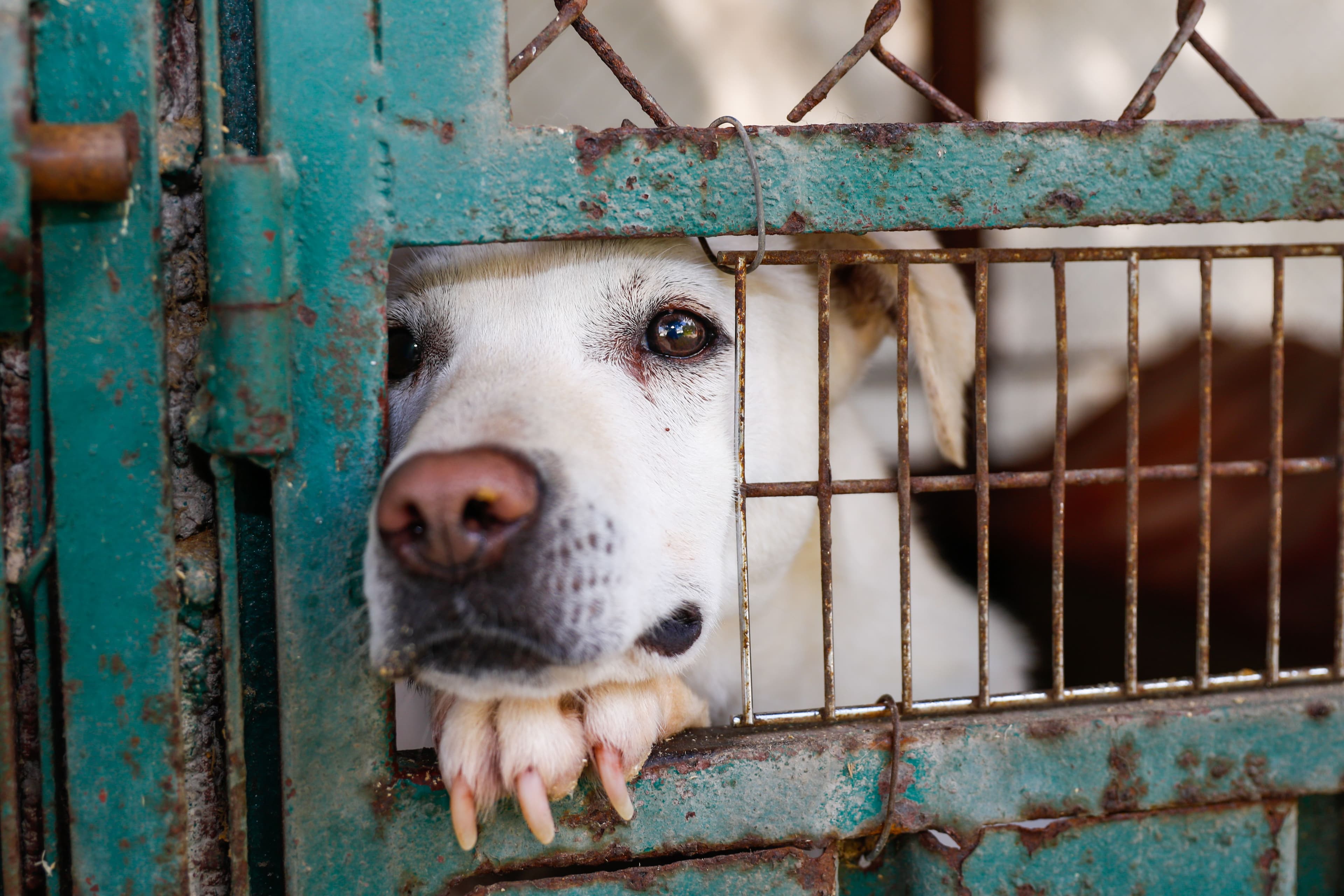 Davvero dobbiamo vedere ancora migliaia di cani vivere tutta la vita in canile? La proposta di Legambiente