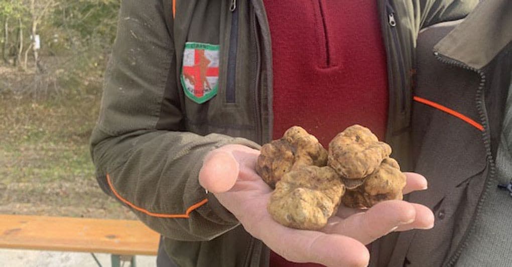 Benvenuto Tartufo: da Alba a Ceppaloni, luoghi cult dove gustare il super tubero