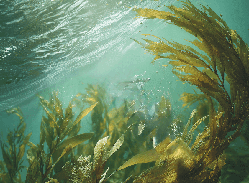 Beauty history: quando 40 anni fa un appassionato di mare ebbe l'intuizione di aggiungere le alghe nei fanghi anticellulite
