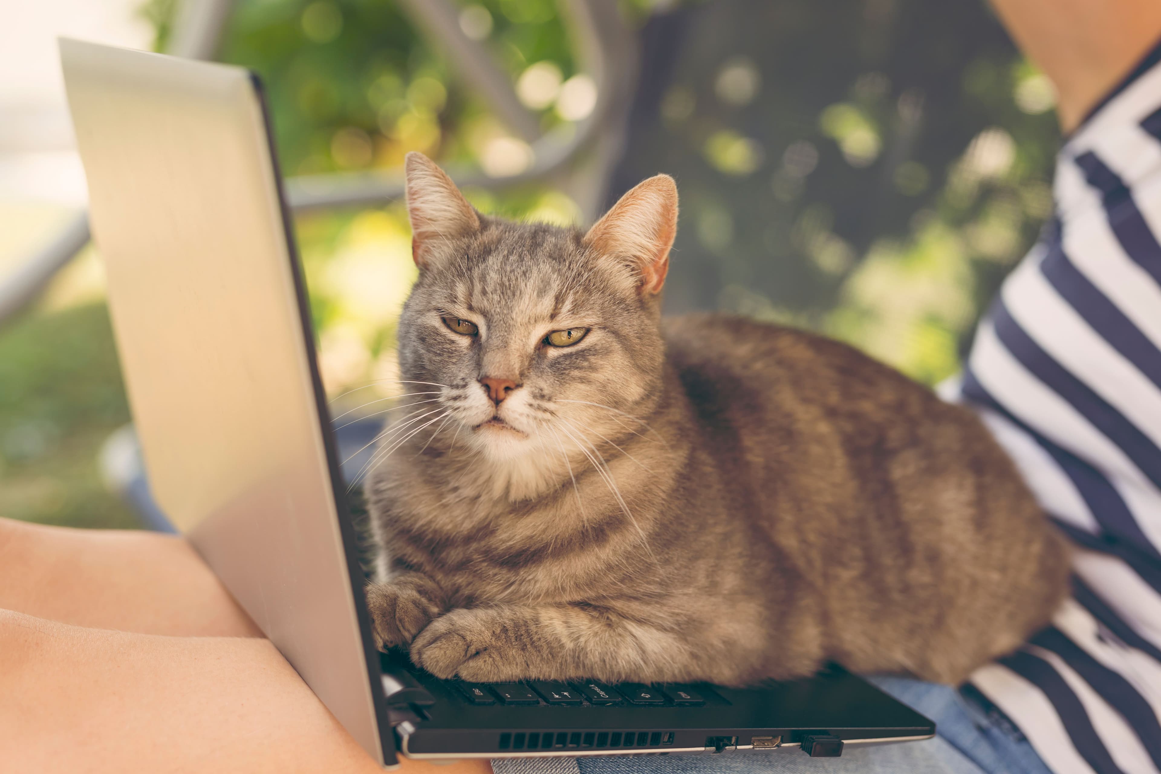 Sei strani comportamenti del tuo gatto spiegati per te (e cosa ne pensa veramente)