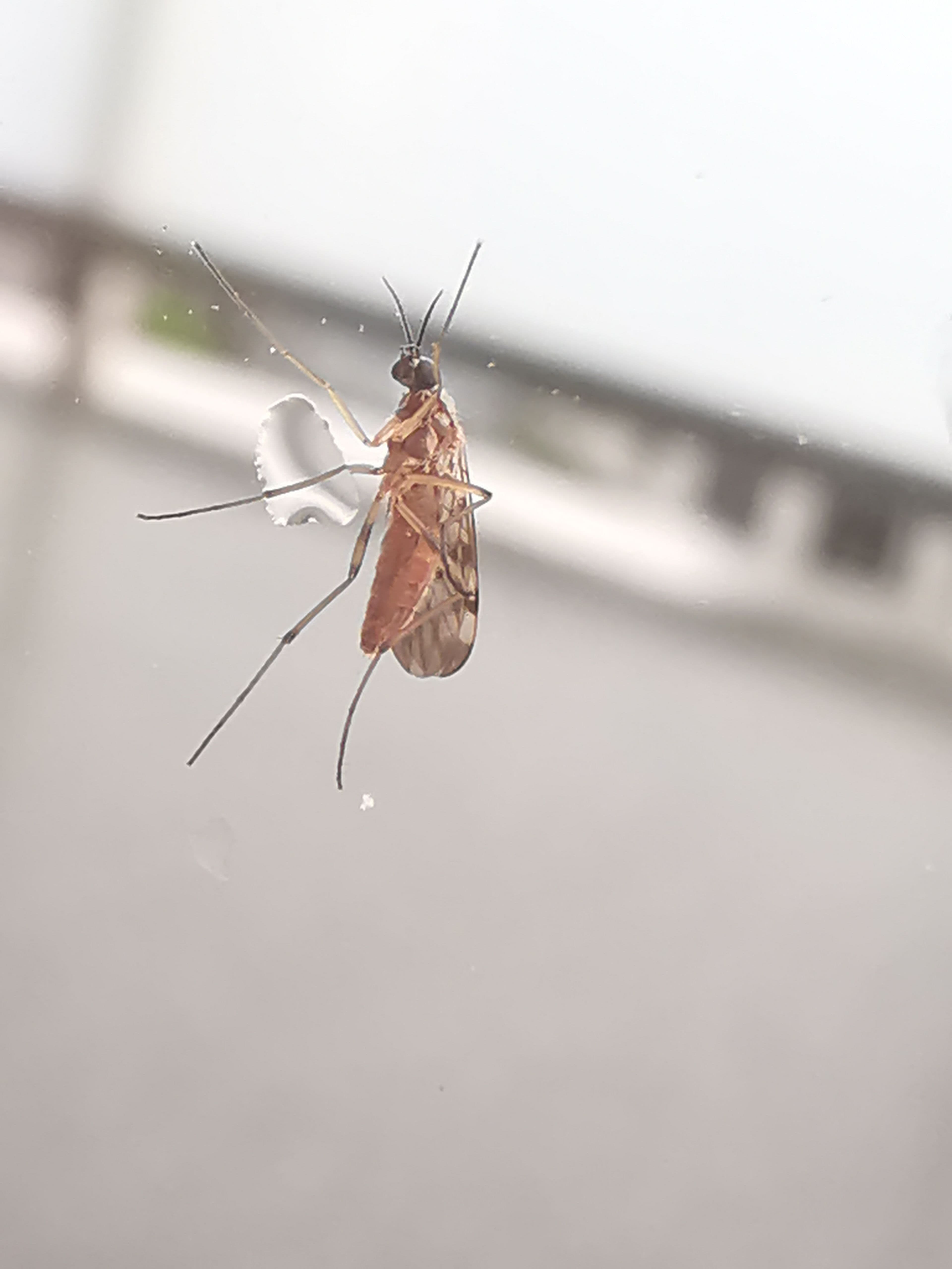 Virus Shamonda, dal primo caso umano in Francia alla diffusione in Europa: che cosa sappiamo