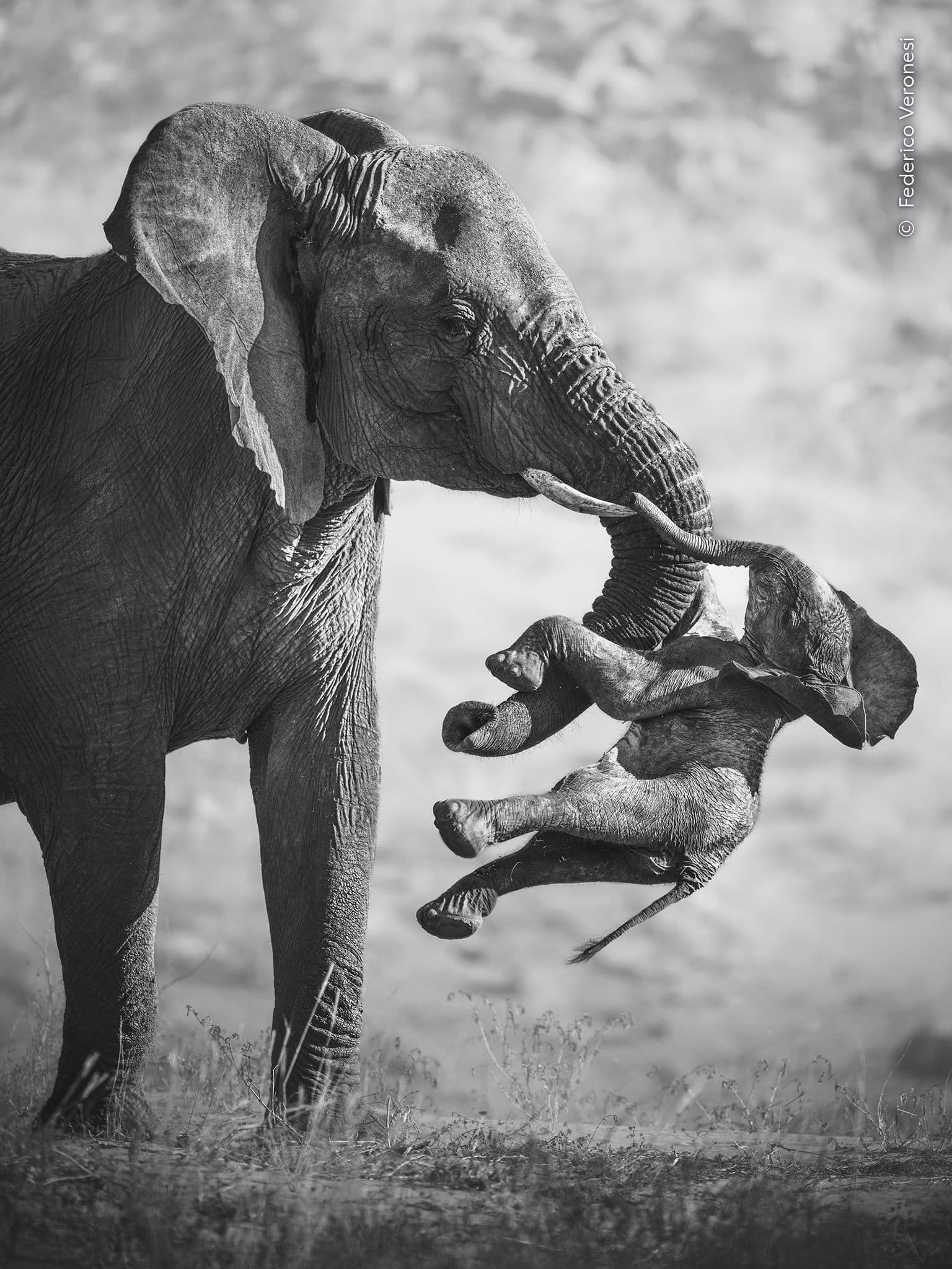 Il dolore dell'elefantessa vince il Wildlife Photographer of the Year 2026: «Ritrae tutto quello che il fotografo ha visto in questi animali: la capacità cognitiva, l’empatia, la compassione, la consapevolezza di sé e la complessità emotiva»
