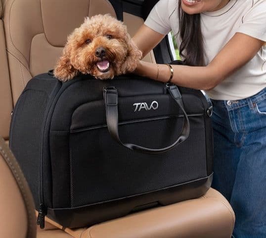 Viaggiare in auto con il cane senza stress: i cinque sensi da tenere in considerazione