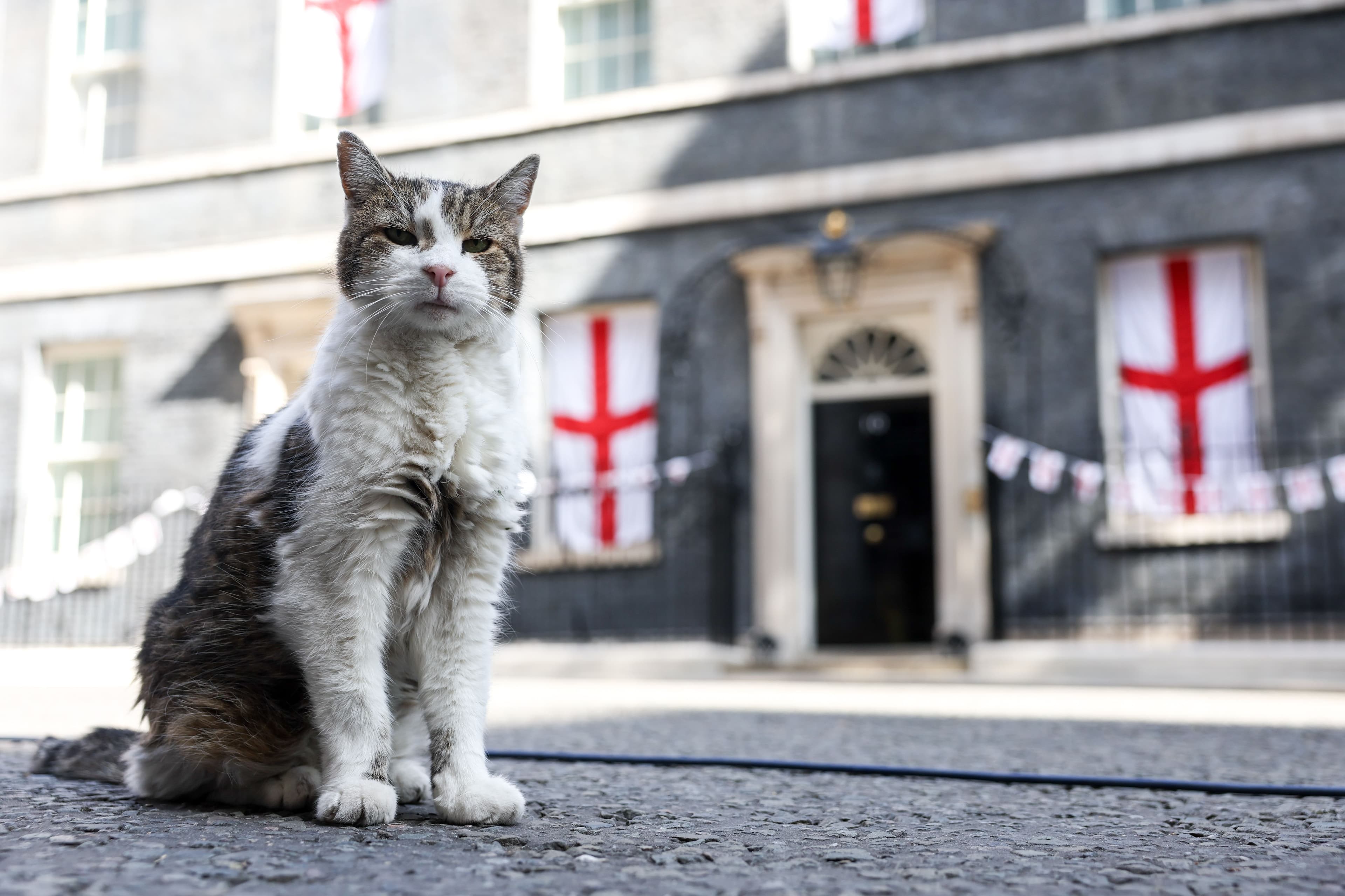 Anche Larry The Cat è perplesso: il nuovo Primo Ministro del Regno Unito è il settimo «padrone» della sua vita